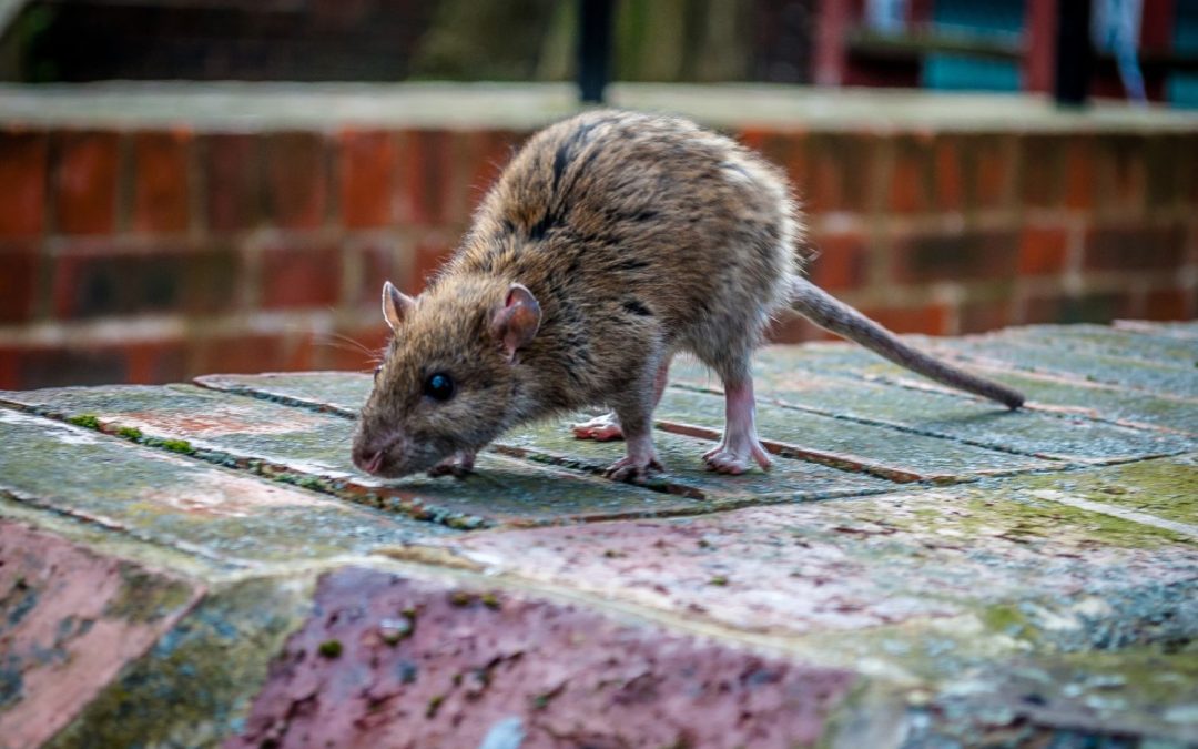Les rats : comment éviter une infestation ?
