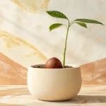 Comment faire germer un noyau d’avocat et cultiver votre avocatier chez vous